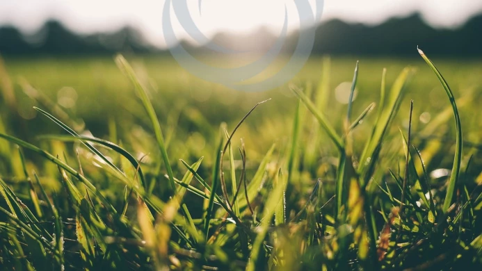 SUSTAINABILITY BLOG HEADER ART WITH 70 transparent bug