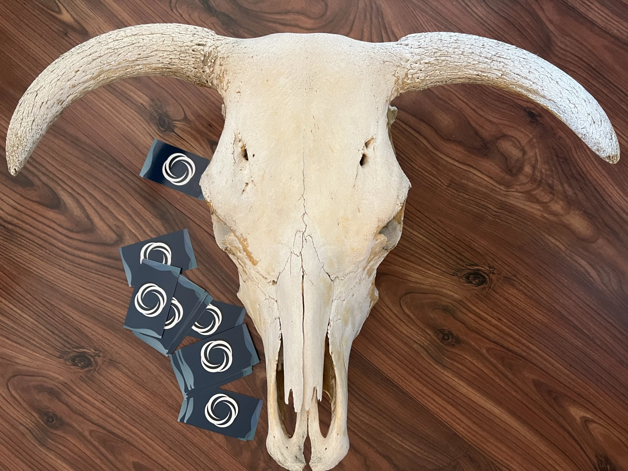 COW SKULL & CARDS 3